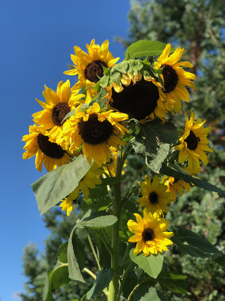 Solsikke med 15 blomster
