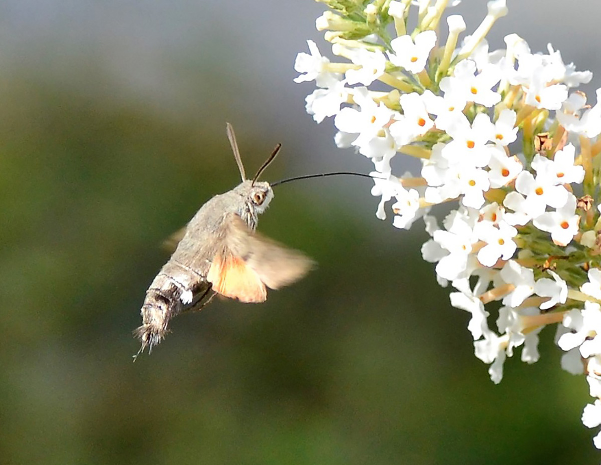 Sommervarmen bragte kolibrilignende natsværmer fra Sydeuropa til Østervrå Sommervarmen bragte kolibrilignende natsværmer fra Sydeuropa til Østervrå
