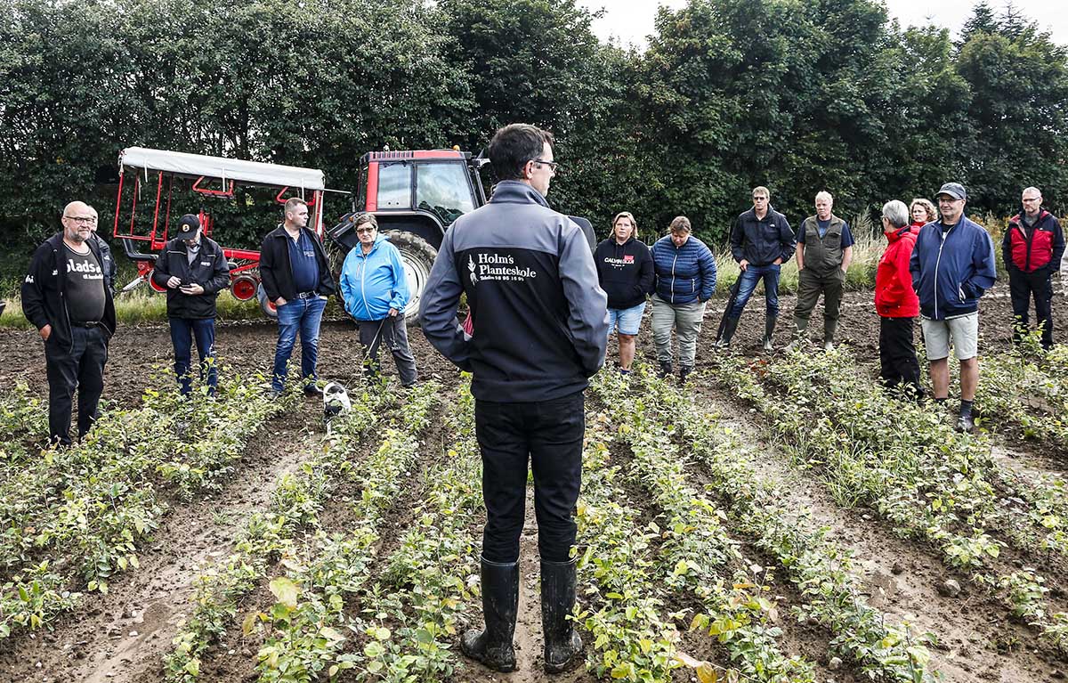 Planteskoling kræver håndarbejde Planteskoling kræver håndarbejde