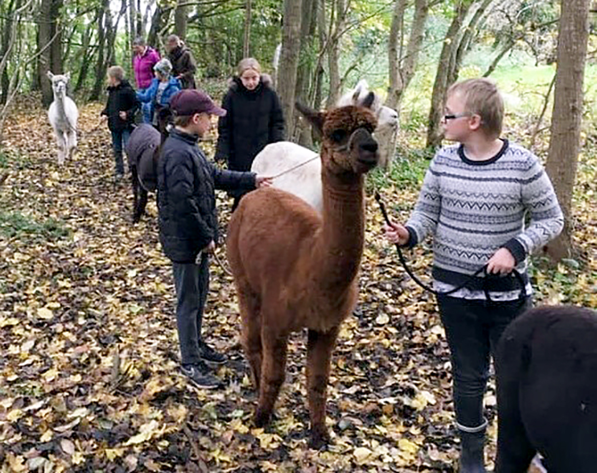 Julegaven skal være en alpaka Julegaven skal være en alpaka