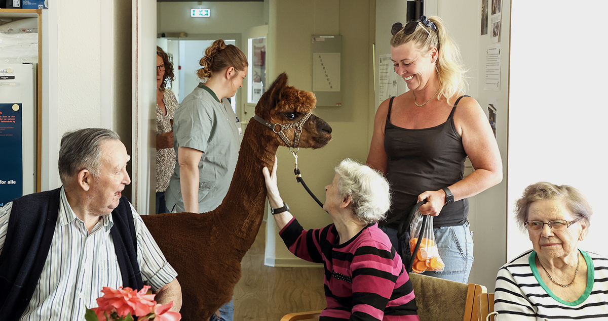 Besøg af alpacaer på Dybvad Ældrecenter Besøg af alpacaer på Dybvad Ældrecenter