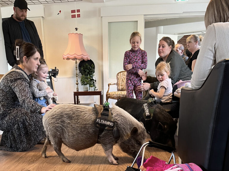Vietnamesiske hængebugsvin på Dybvad Ældrecenter