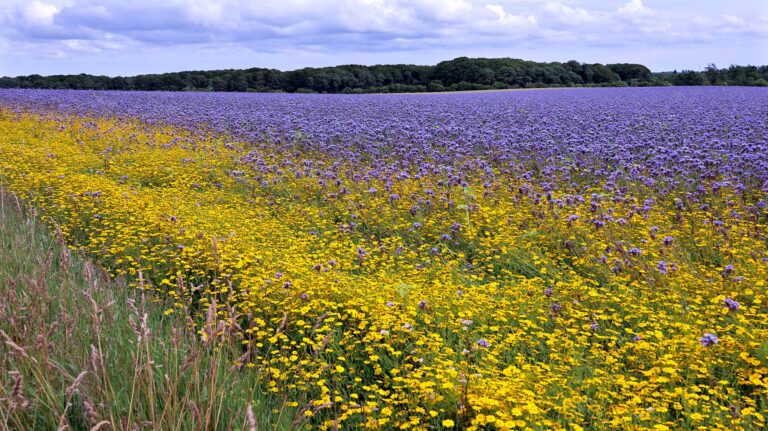 Blomsterrige brakmarker afløste den gule raps