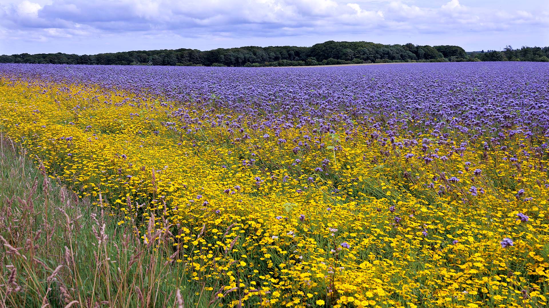 Blomsterrige brakmarker afløste den gule raps Blomsterrige brakmarker afløste den gule raps