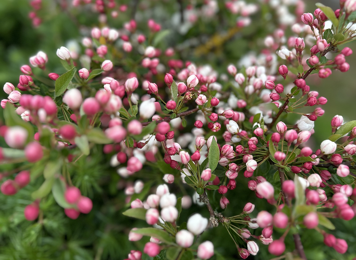 Træerne i Nellemanns Have står nu i fuldt flor Træerne i Nellemanns Have står nu i fuldt flor