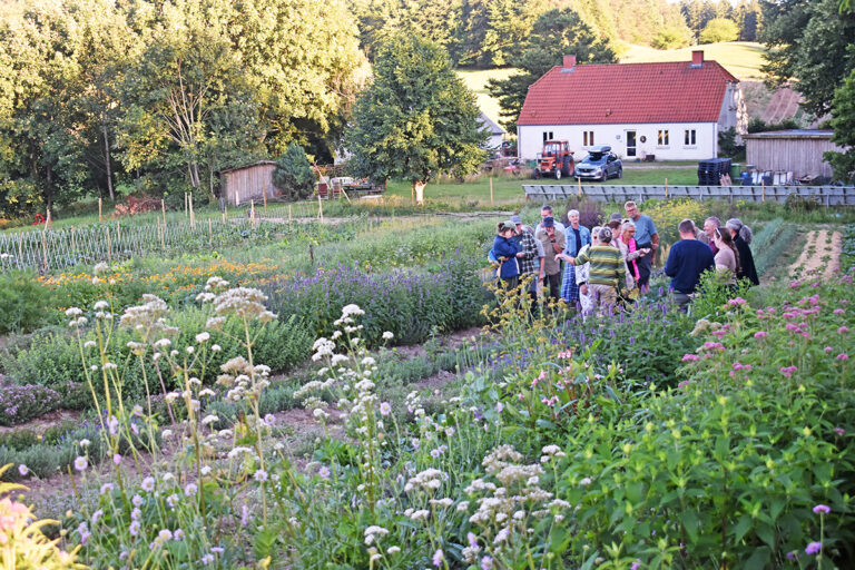 Rodfrugtfestival i Hellum