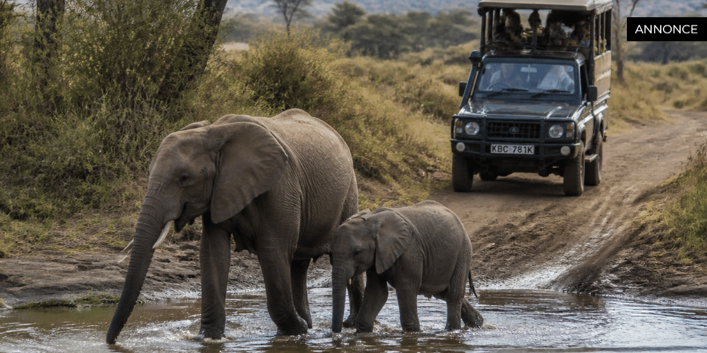 Uforglemmelige safarioplevelser i Kenya: Din guide til Afrikas vilde skønhed Uforglemmelige safarioplevelser i Kenya: Din guide til Afrikas vilde skønhed